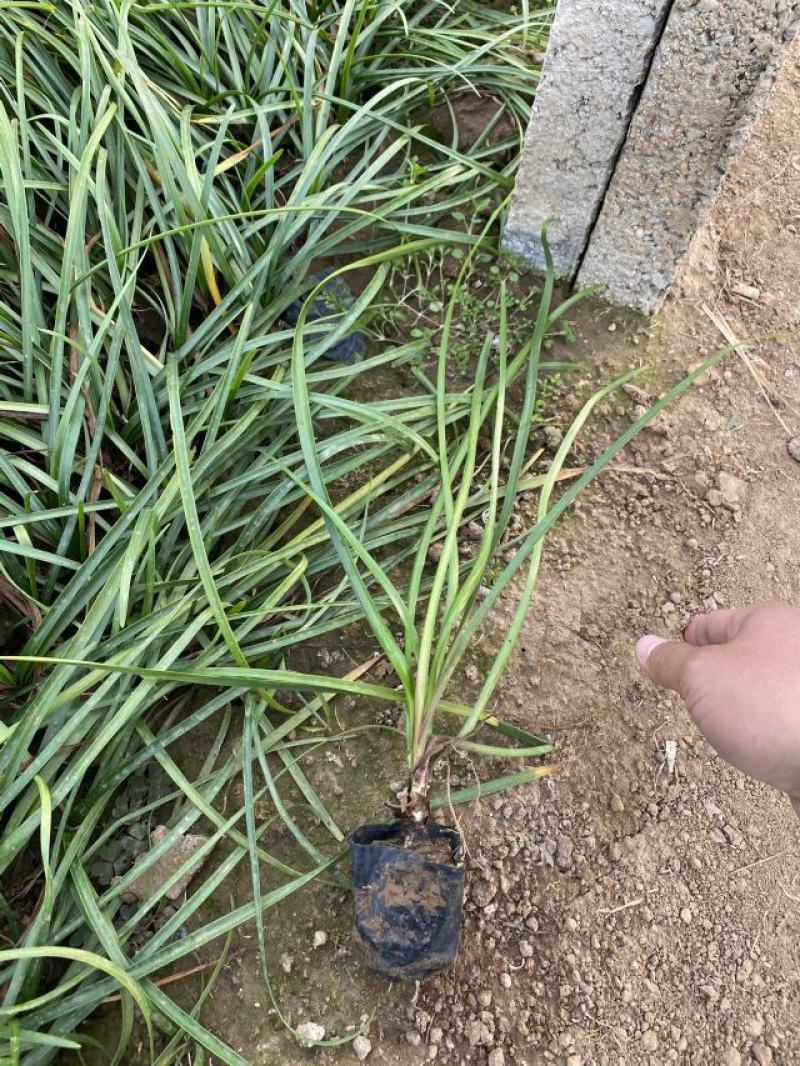 韭兰种植基地韭兰自产自销60万韭兰低价处理