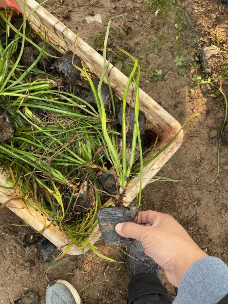 韭兰种植基地韭兰自产自销60万韭兰低价处理