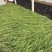 韭兰种植基地韭兰自产自销60万韭兰低价处理