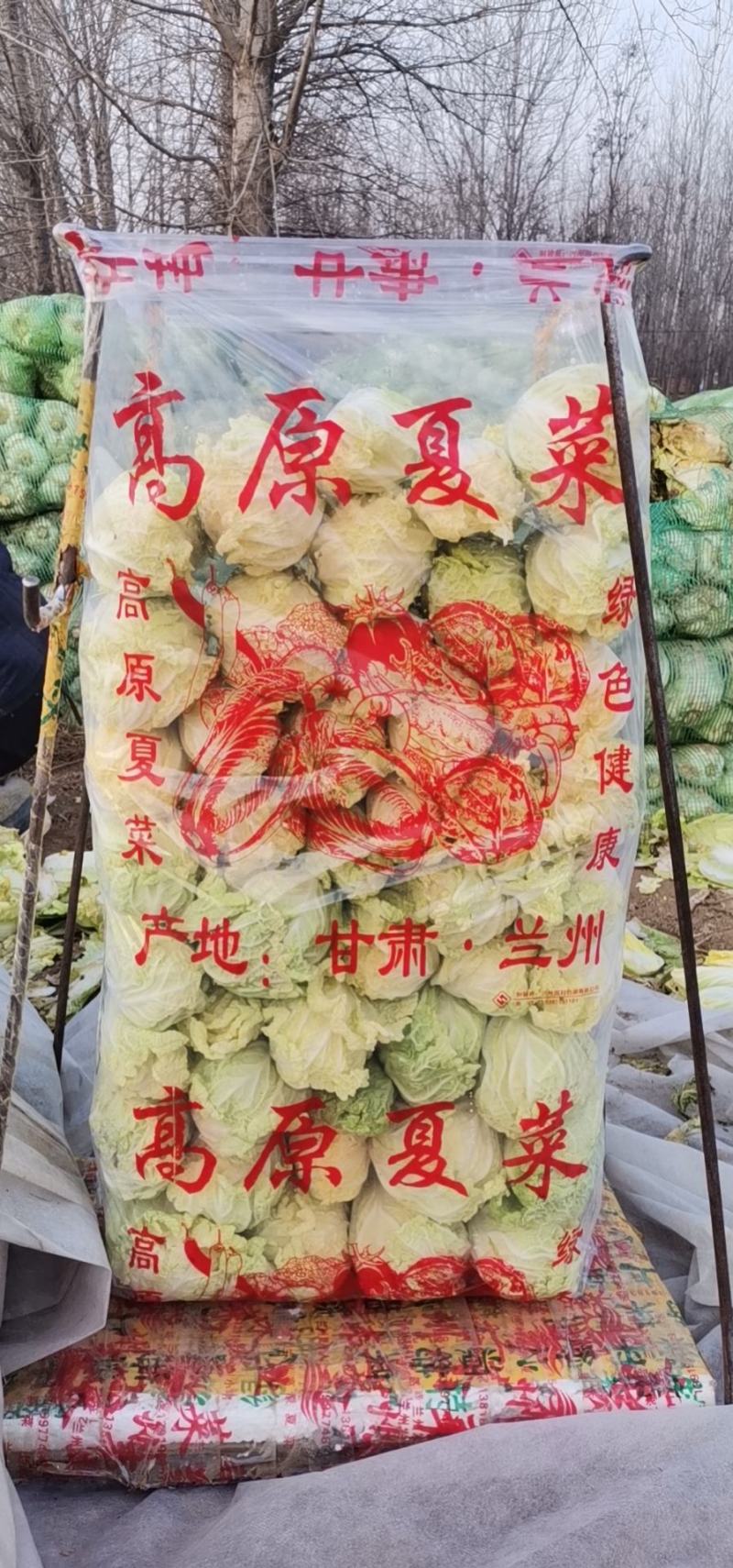 安徽基地精品娃娃菜优选好货欢迎电购