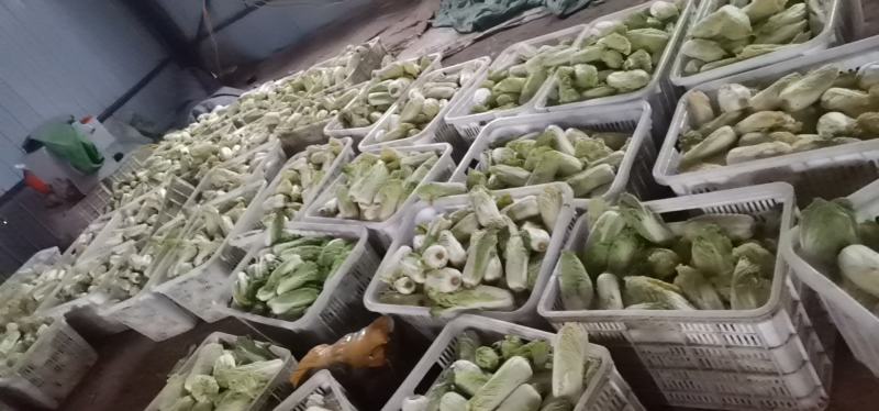 安徽基地精品娃娃菜优选好货欢迎电购