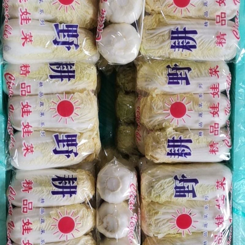 安徽基地精品娃娃菜优选好货欢迎电购