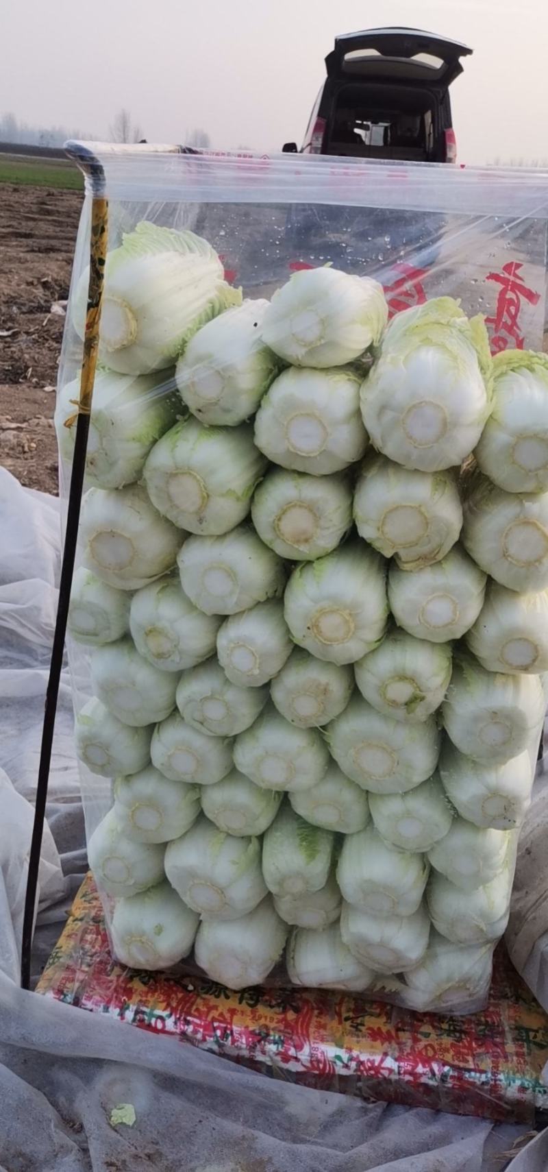 安徽基地精品娃娃菜优选好货欢迎电购