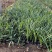 石蒜种植基地80万石蒜低价处理石蒜批发