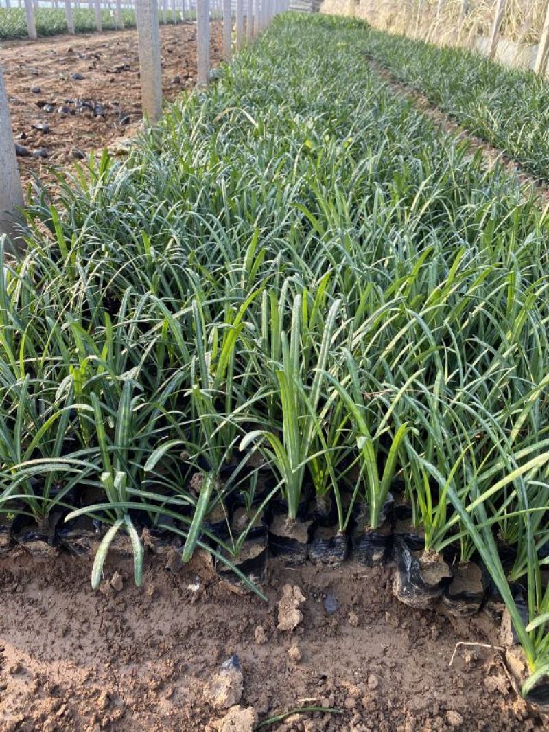 石蒜种植基地80万石蒜低价处理石蒜批发