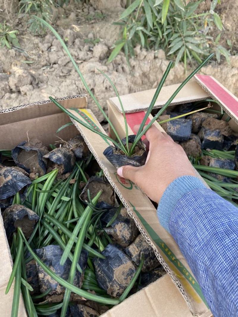 石蒜种植基地80万石蒜低价处理石蒜批发