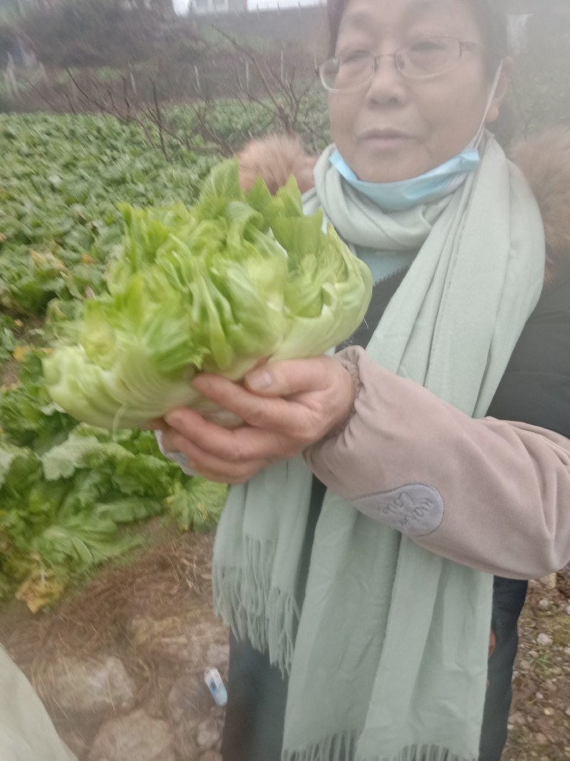 儿菜四川菜量大优先长儿那个菜