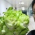 儿菜四川菜量大优先长儿那个菜