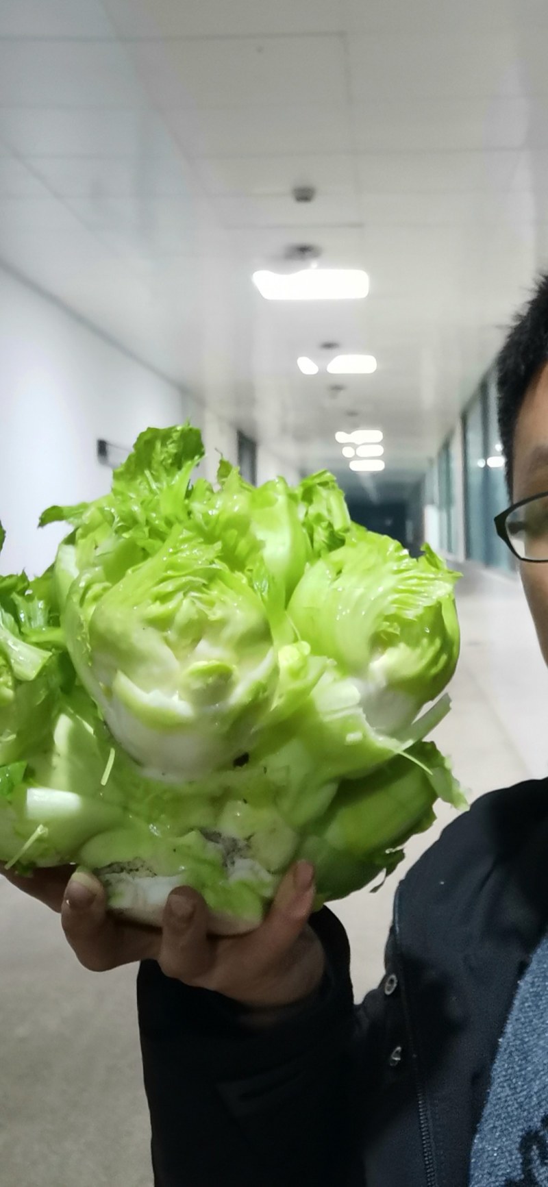 儿菜四川菜量大优先长儿那个菜