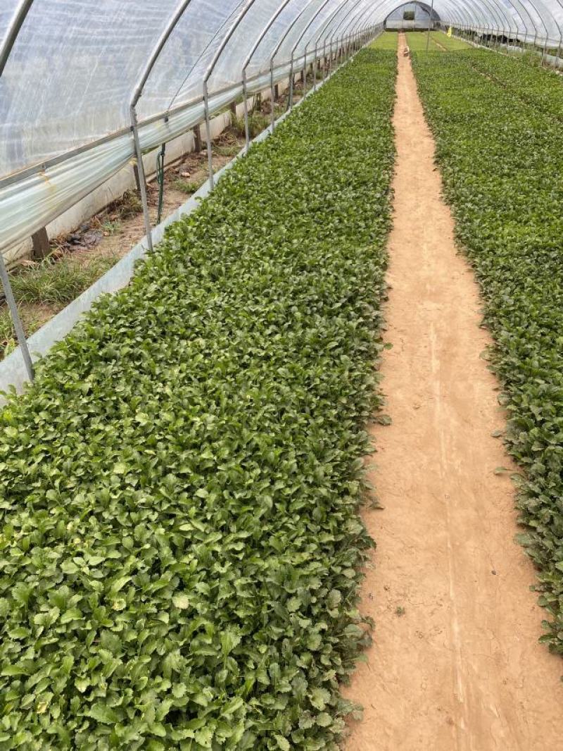 大滨菊种植基地80万大滨菊低价处理大滨菊