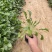 大滨菊种植基地80万大滨菊低价处理大滨菊