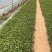 大滨菊自产自销大滨菊农户直销。300万低价出售