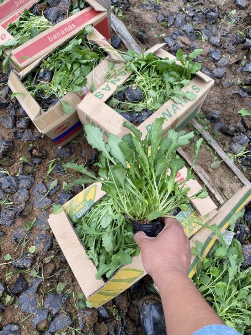 大滨菊自产自销大滨菊农户直销。300万低价出售