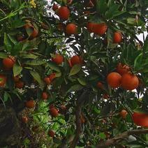 塔罗科血橙和各种橙子水果