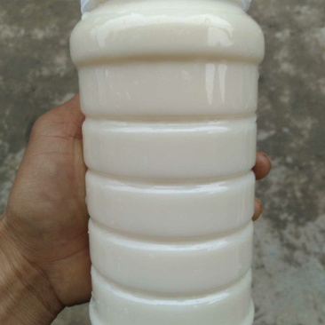 土蜂蜜，冬蜜（鹅掌柴）蜂蜜，白色结晶蜜，中华野生蜜