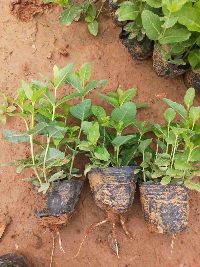 桔梗种植基地桔梗自产自销60万桔梗低价处理