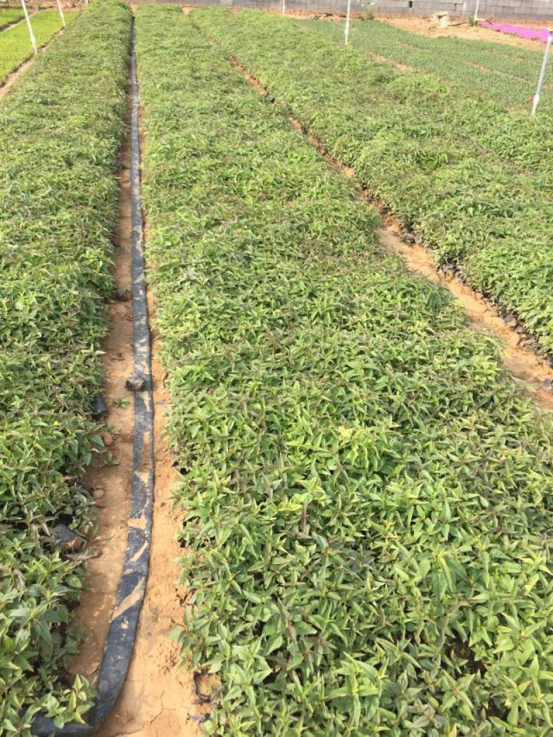美国薄荷种植基地美国薄荷自产自销。500万处理