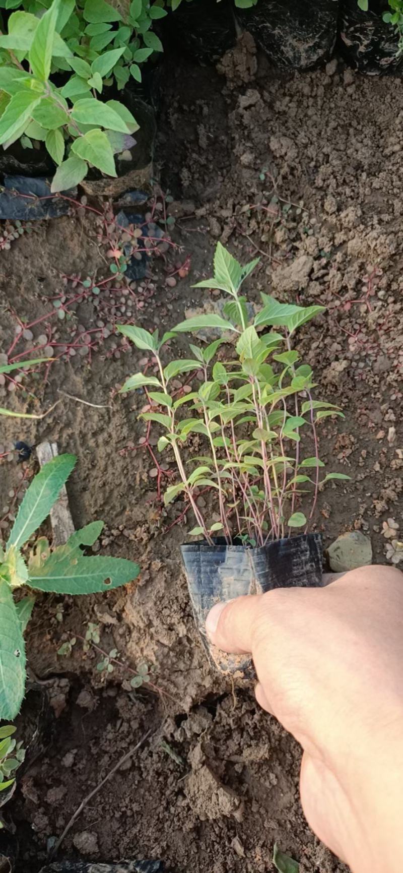 美国薄荷种植基地美国薄荷自产自销。500万处理