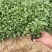 美丽月见草自产自销美丽月见草60万低价处理种植基地