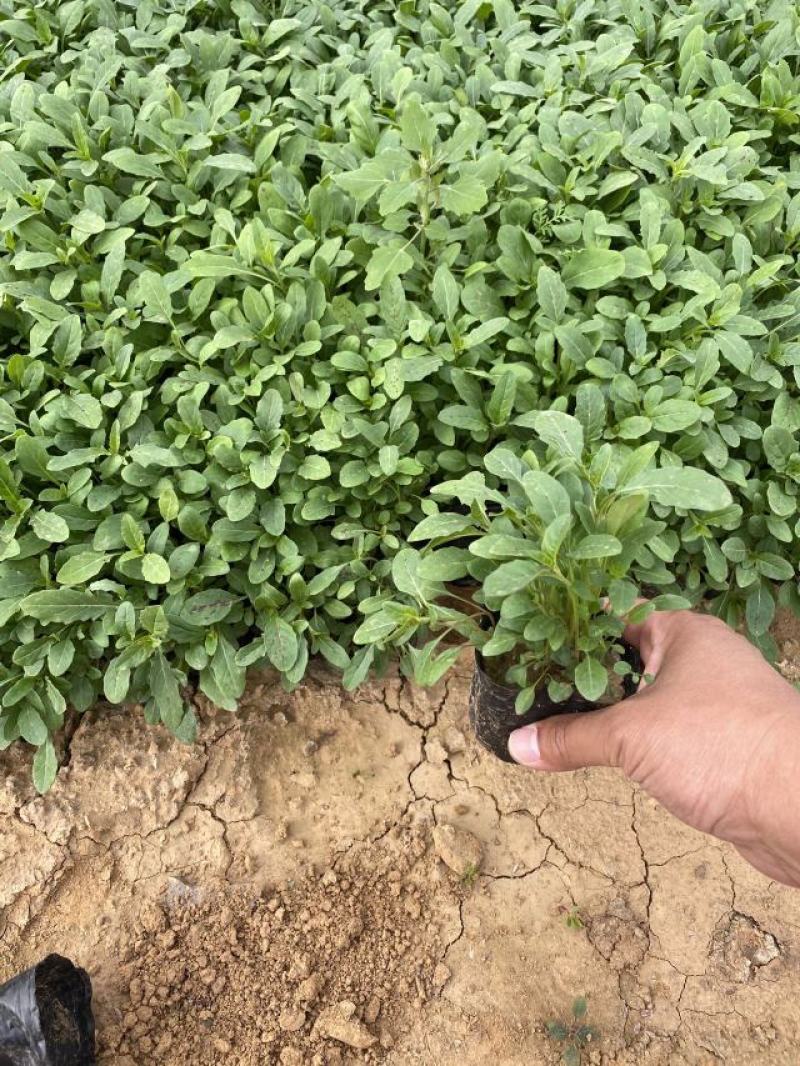 美丽月见草自产自销美丽月见草60万低价处理种植基地