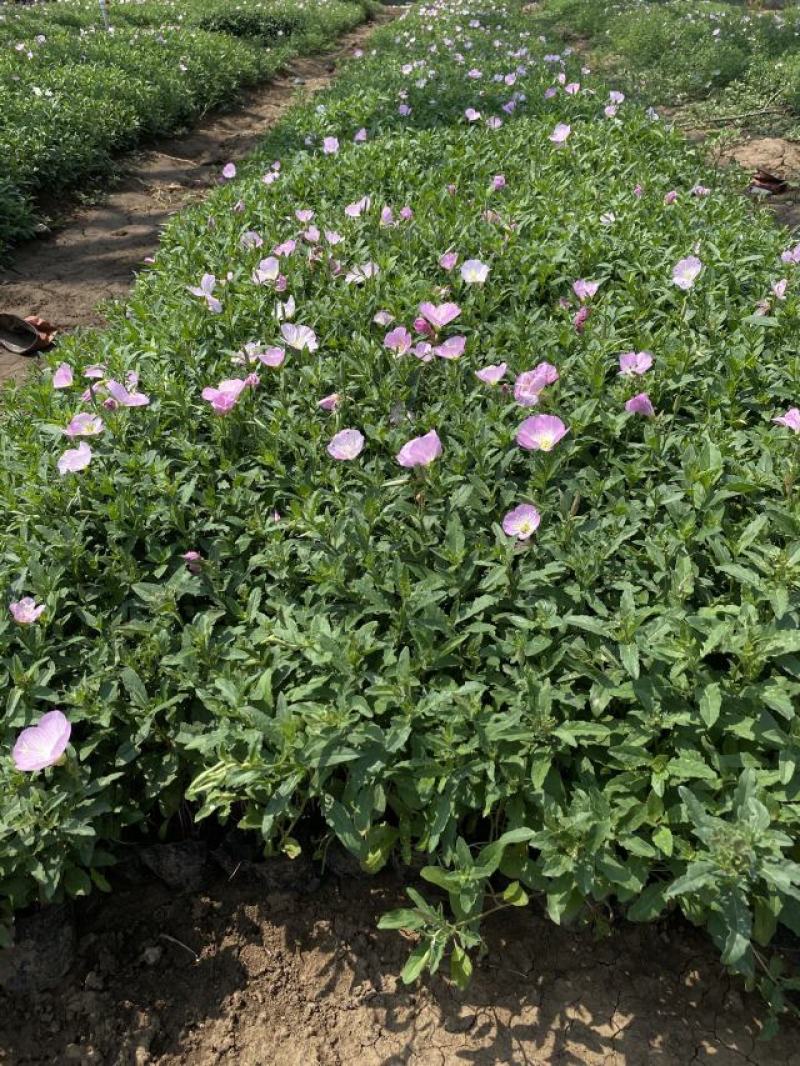 美丽月见草自产自销美丽月见草60万低价处理种植基地