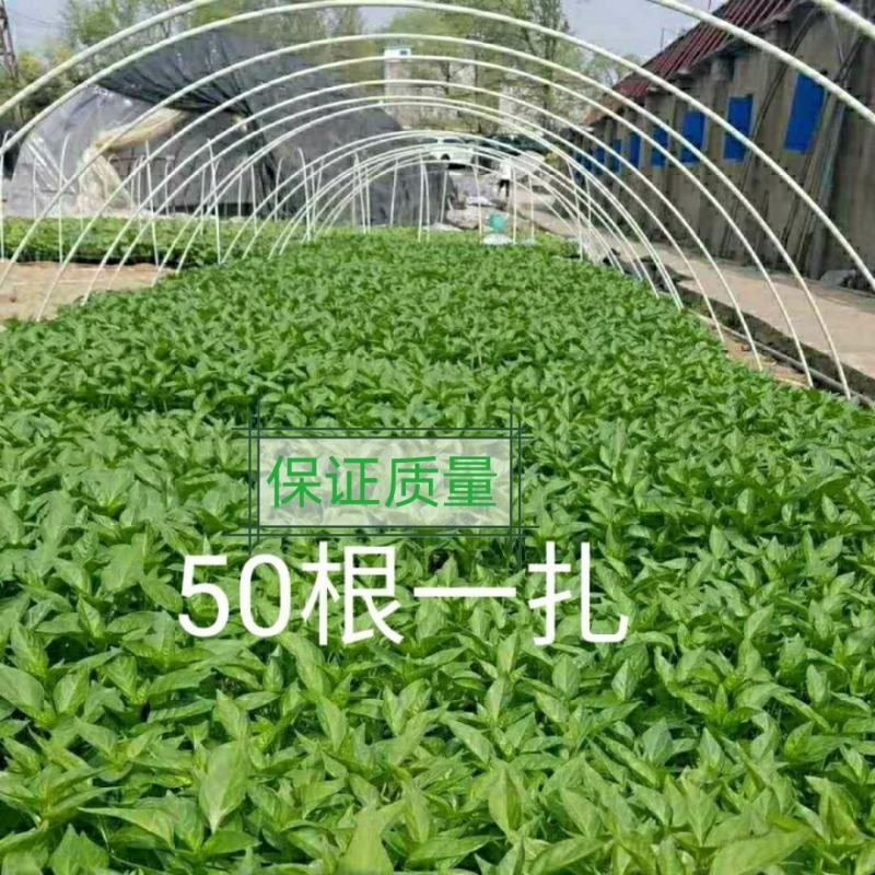 【精选】农用拱棚杆保温育苗支架玻璃纤维杆弓子批发