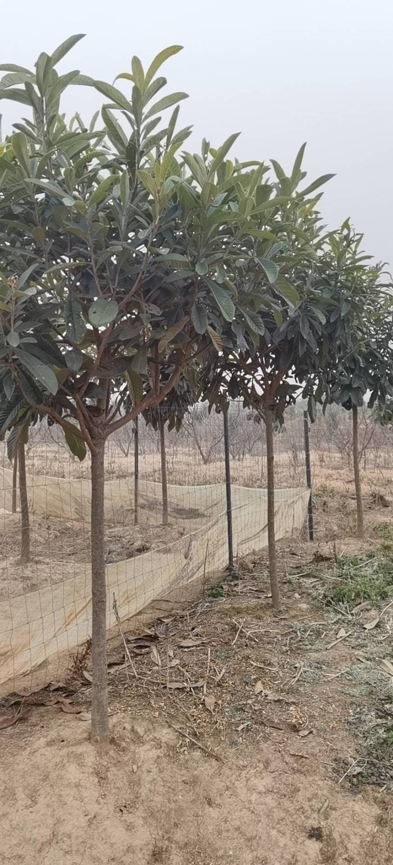 枇杷树香樟树大量