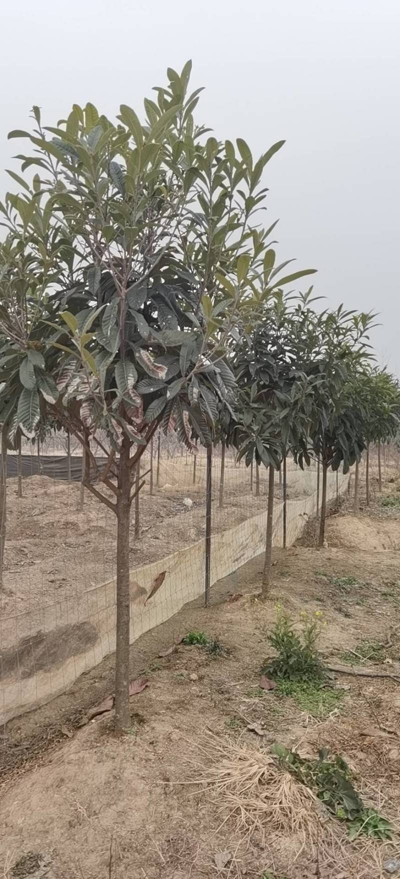 枇杷树香樟树大量