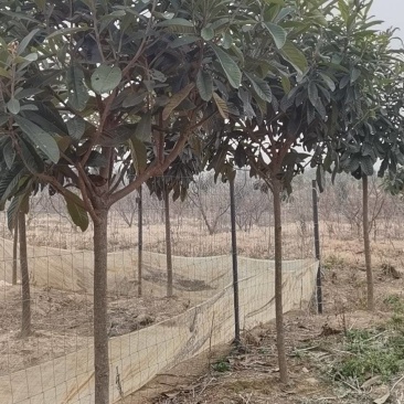枇杷树香樟树大量