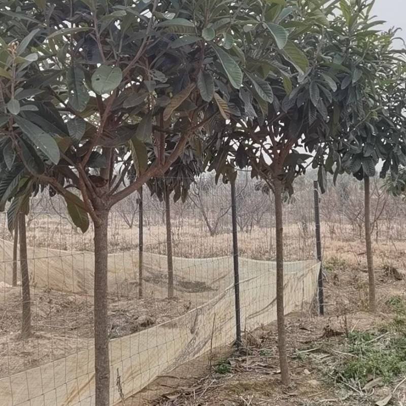 枇杷树香樟树大量