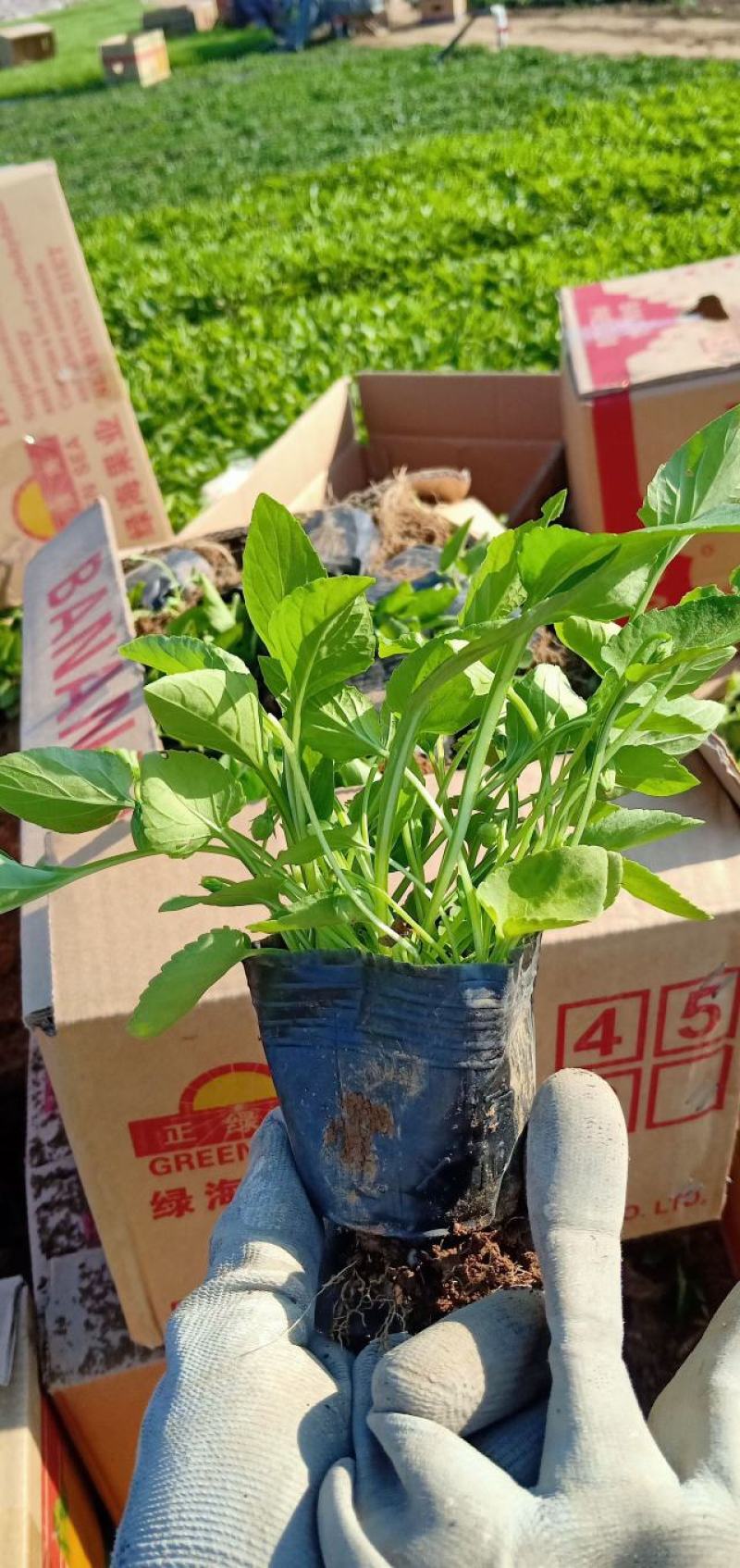 紫花地丁自产自销紫花地丁基地直销。300万处理。