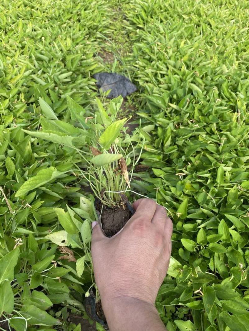 紫花地丁自产自销紫花地丁基地直销。300万处理。