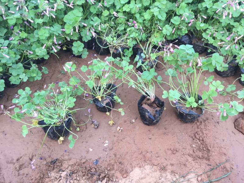 红花酢浆草种植基地600万红花酢浆草低价处理