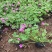 红花酢浆草自产自销。200万红花酢浆草低价出售。
