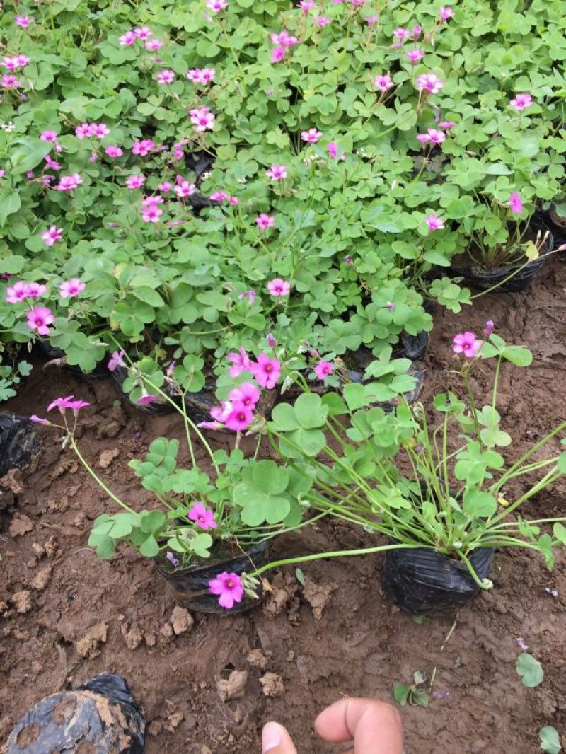 红花酢浆草农户直销300万红花酢浆草直销。处理