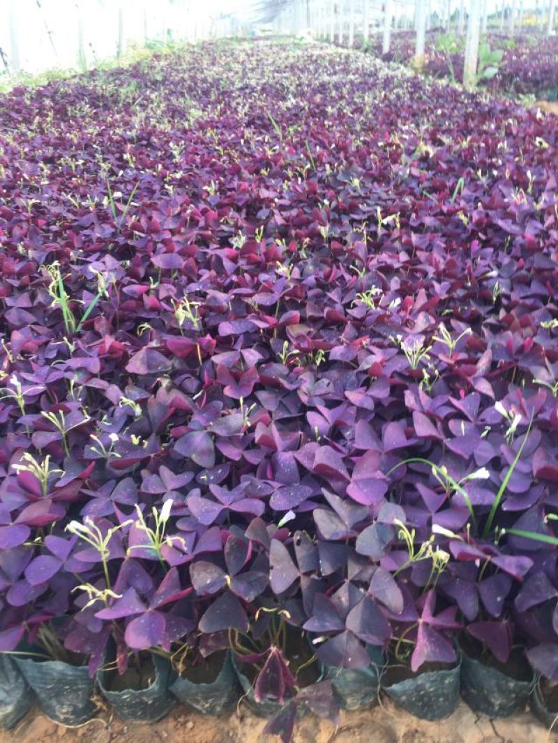 紫叶酢浆草自产自销紫叶酢浆草大量出售。500万处理
