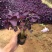 紫叶酢浆草自产自销紫叶酢浆草大量出售。500万处理