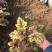 矾根自产自销矾根100万低价处理矾根种植基地