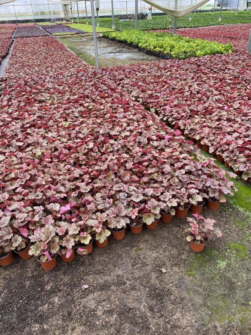 矾根自产自销矾根100万低价处理矾根种植基地