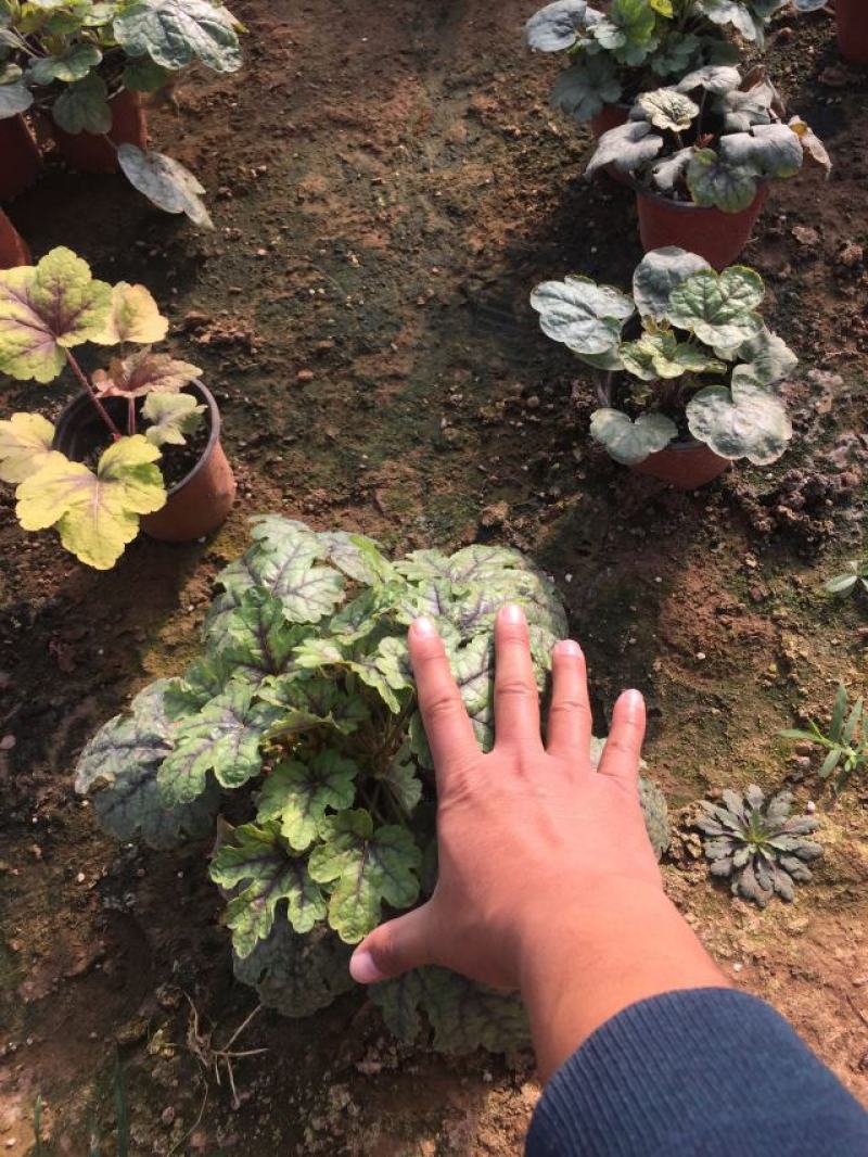 矾根自产自销矾根100万低价处理矾根种植基地