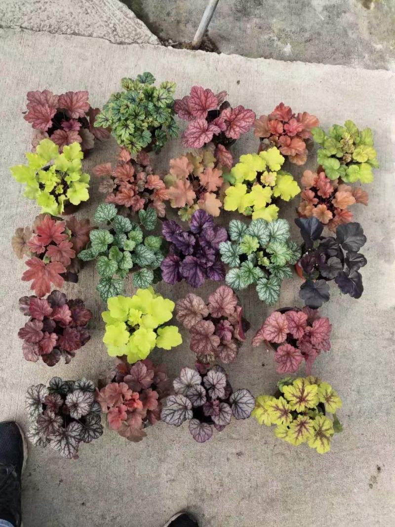 矾根自产自销矾根100万低价处理矾根种植基地
