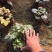 矾根自产自销矾根种植基地60万双色盆矾根种植基地