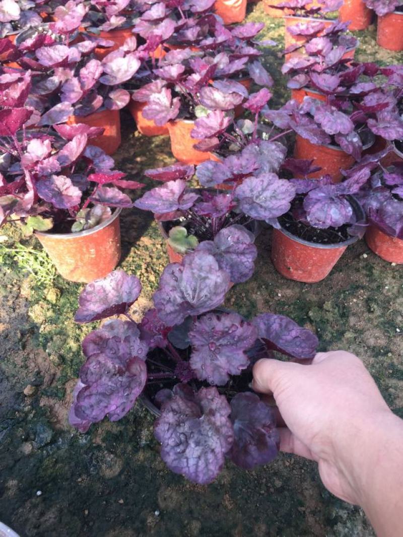 矾根自产自销矾根种植基地60万双色盆矾根种植基地