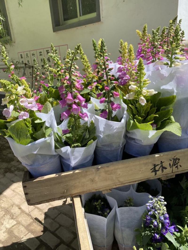 大花飞燕草自产自销大花飞燕草600万低价处理