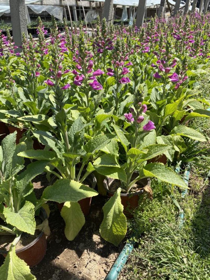 大花飞燕草自产自销大花飞燕草600万低价处理