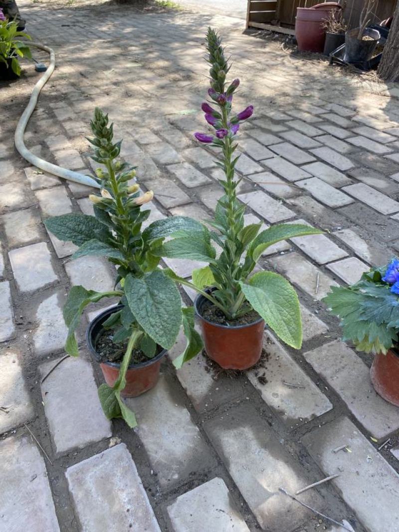 大花飞燕草种植基地大花飞燕草自产自销