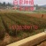 大红袍花椒，九叶青椒，无刺花椒，成活率高，产量高