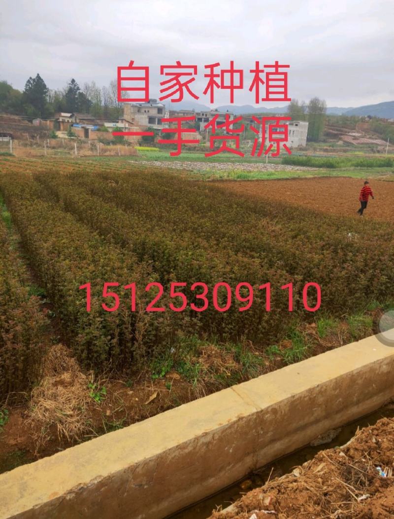 大红袍花椒，九叶青椒，无刺花椒，成活率高，产量高