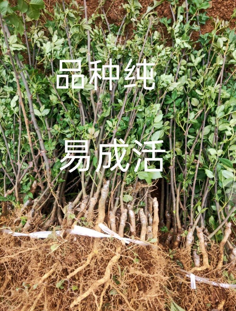 大红袍花椒，九叶青椒，无刺花椒，成活率高，产量高