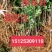 大红袍花椒，九叶青椒，无刺花椒，成活率高，产量高